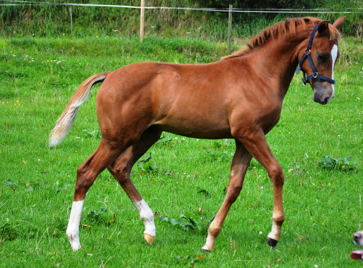 DSP Lykkebo Charmonix billede 25