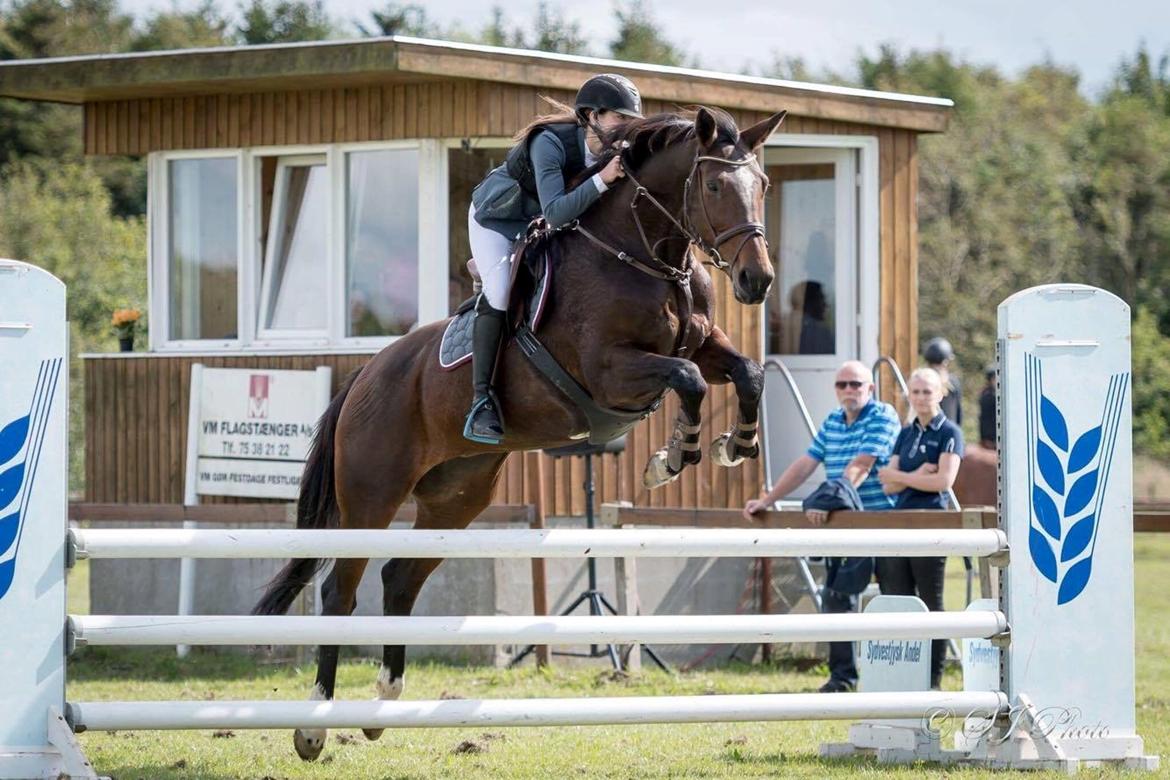 Dansk Varmblod Duelunds lousenza billede 12