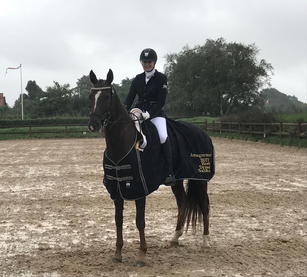 Dansk Varmblod Apollo Hit - Amagermester, Guldturen 2017 i La4 billede 15