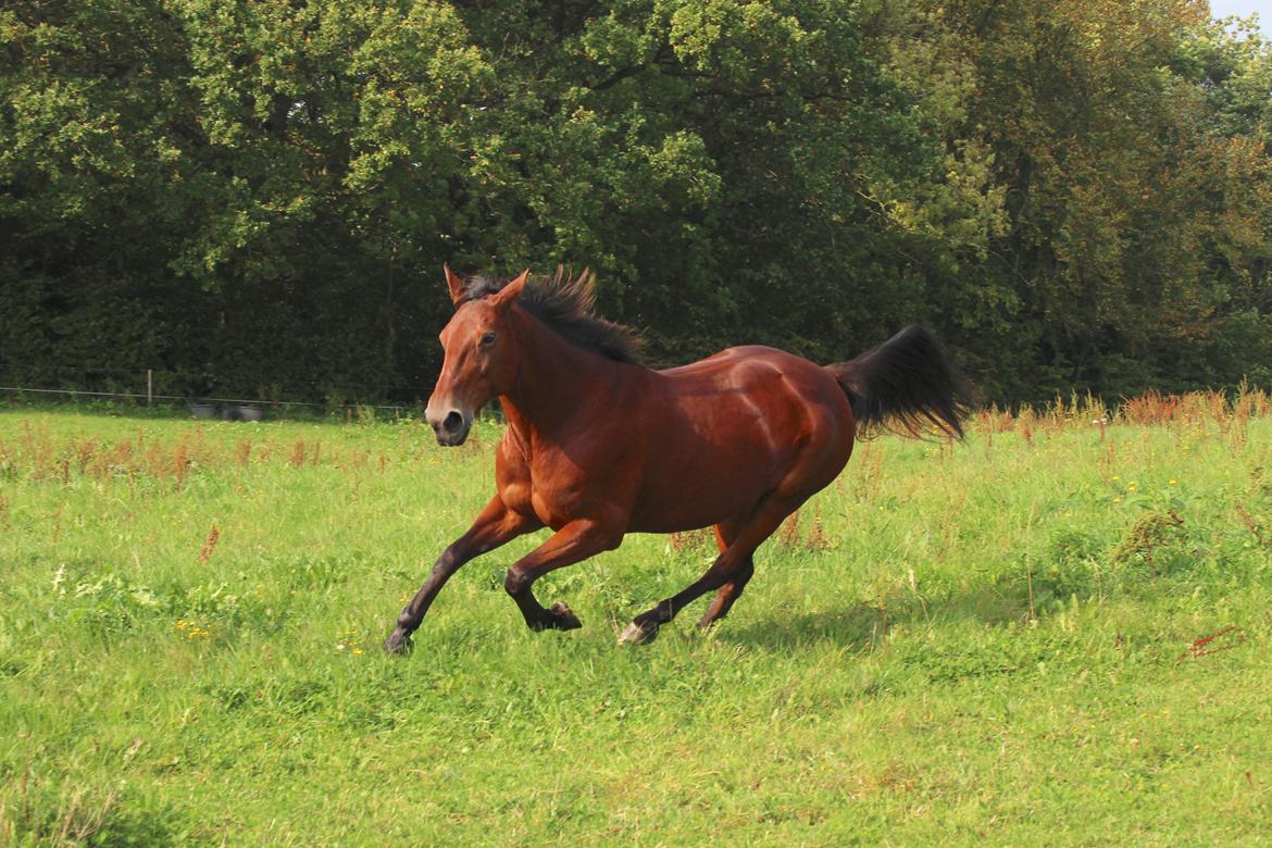 Traver Join Ecoflow billede 14