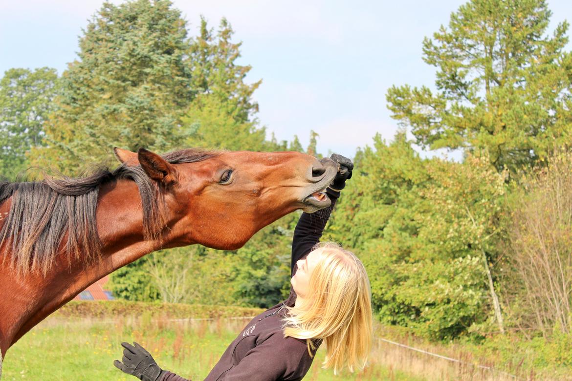 Traver Join Ecoflow billede 20