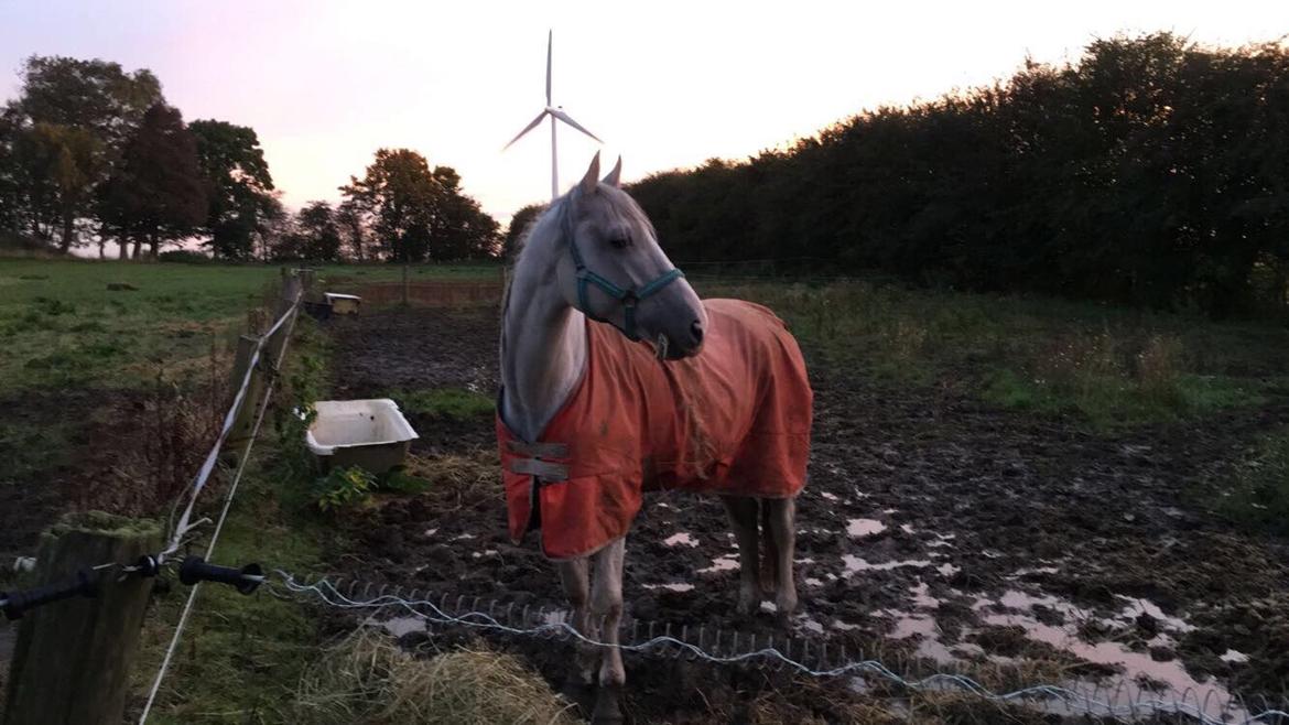 Dansk Varmblod Quvinto -RIP billede 8