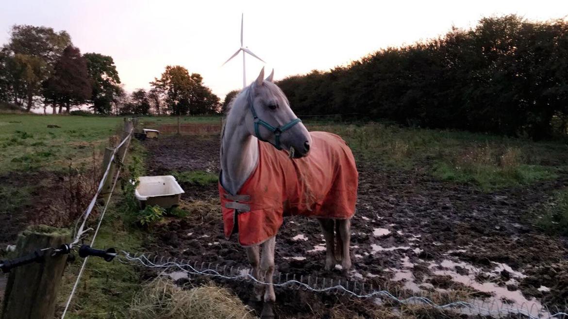 Dansk Varmblod Quvinto -RIP billede 9