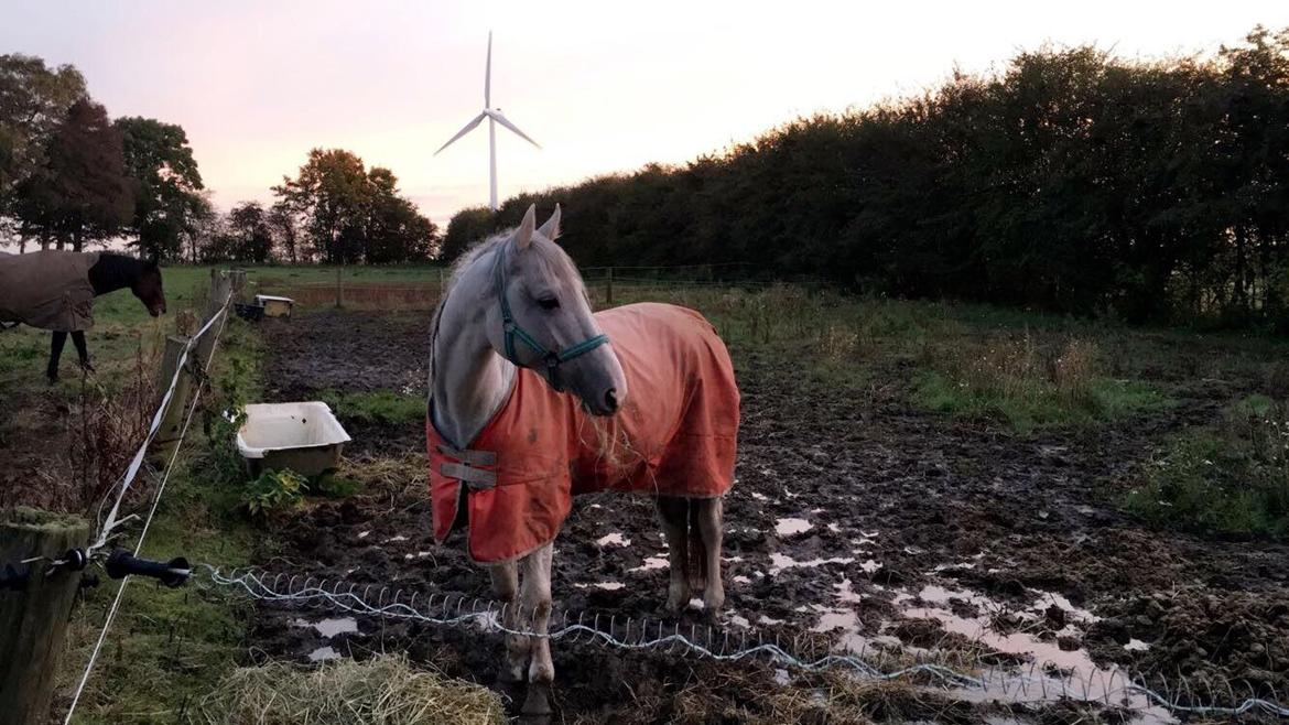 Dansk Varmblod Quvinto -RIP billede 10