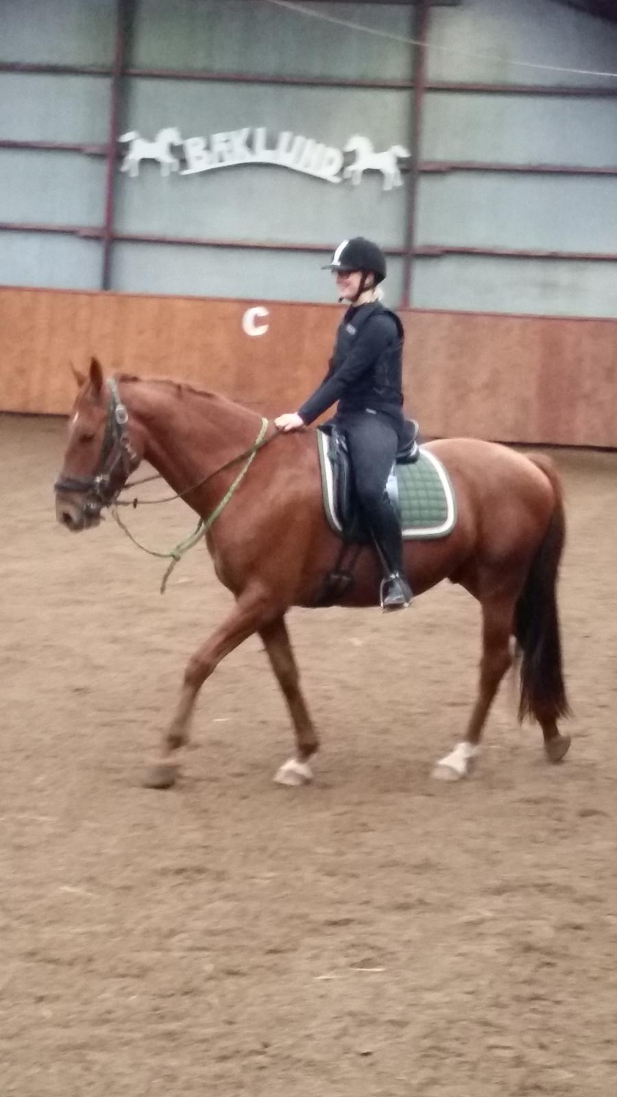 Anden særlig race Balu - tilridning <3  billede 13