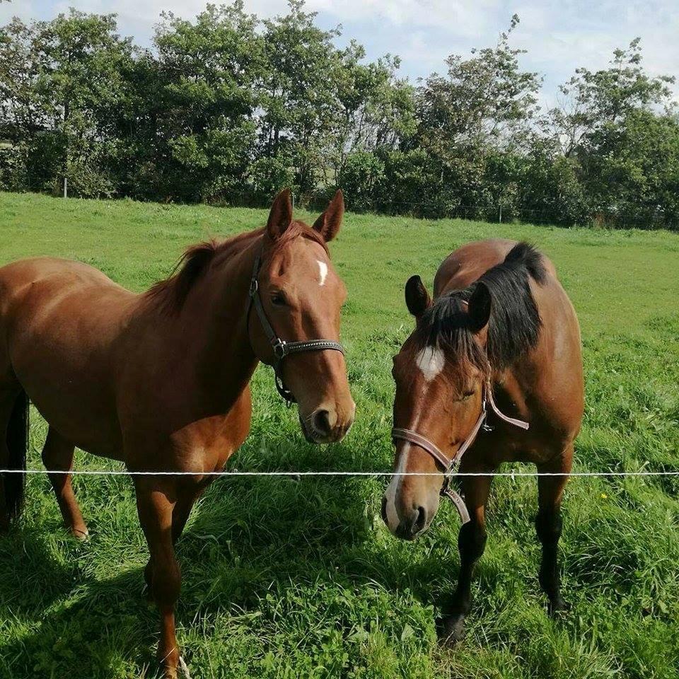 Anden særlig race Balu - Balus bedste ven og støttepedagog Lacour billede 15