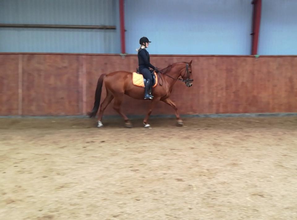 Anden særlig race Balu - Min skønne lånehest Balu. 8 gang i trav billede 16