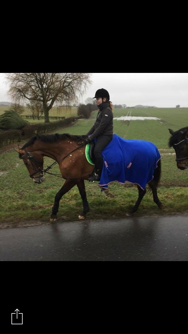 Knabstrupper Coco Chanell billede 3