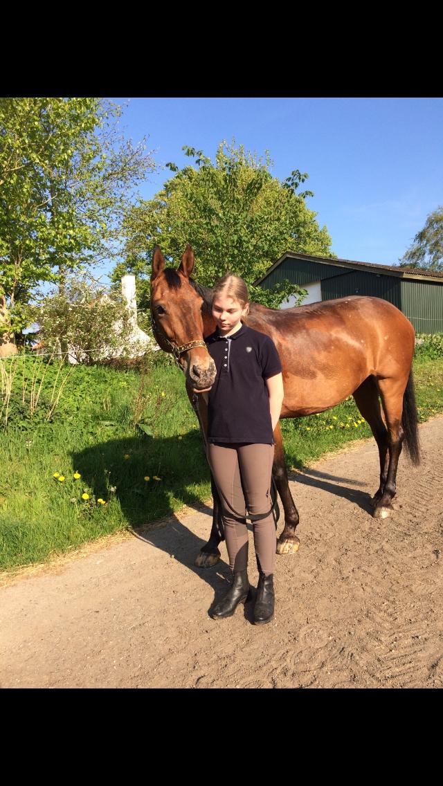 Knabstrupper Coco Chanell billede 2