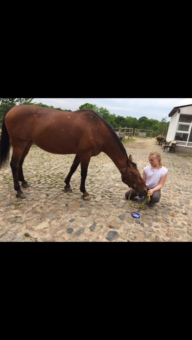 Knabstrupper Coco Chanell billede 4