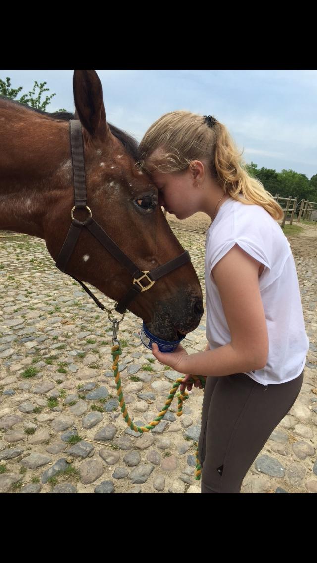 Knabstrupper Coco Chanell billede 6