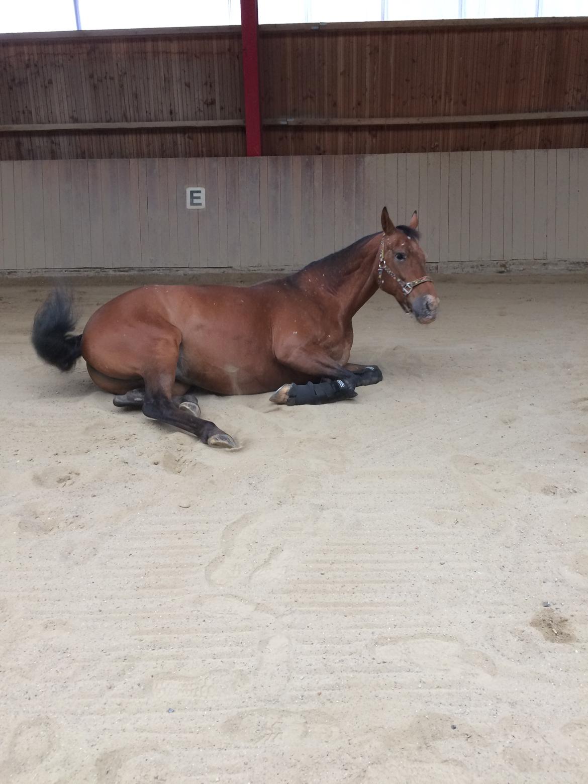 Knabstrupper Coco Chanell billede 7