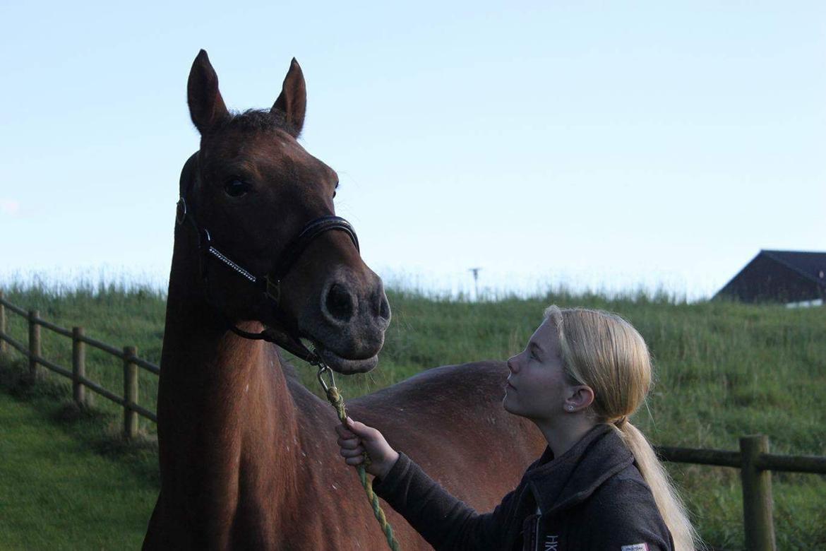 Knabstrupper Coco Chanell billede 1