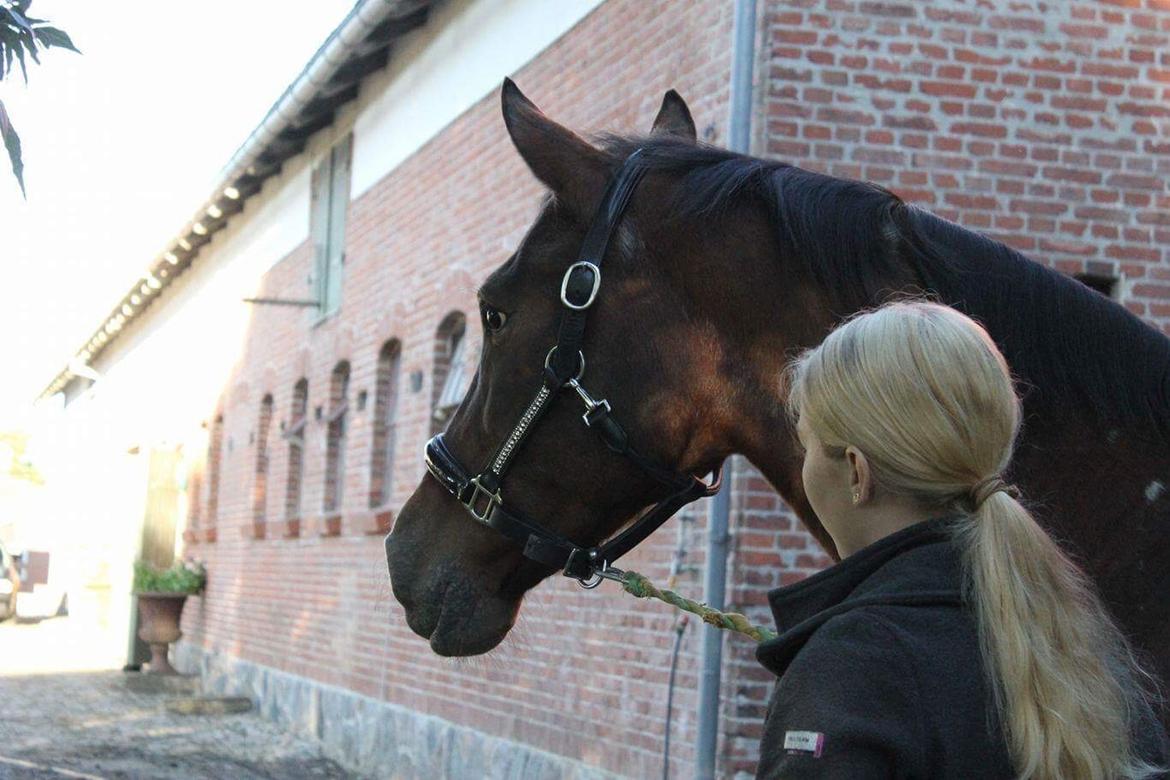 Knabstrupper Coco Chanell billede 5