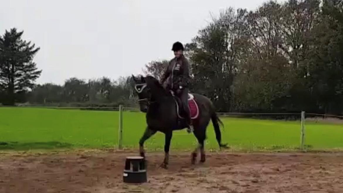 Fuldblod (XX) Jutu ‘solgt’ billede 32