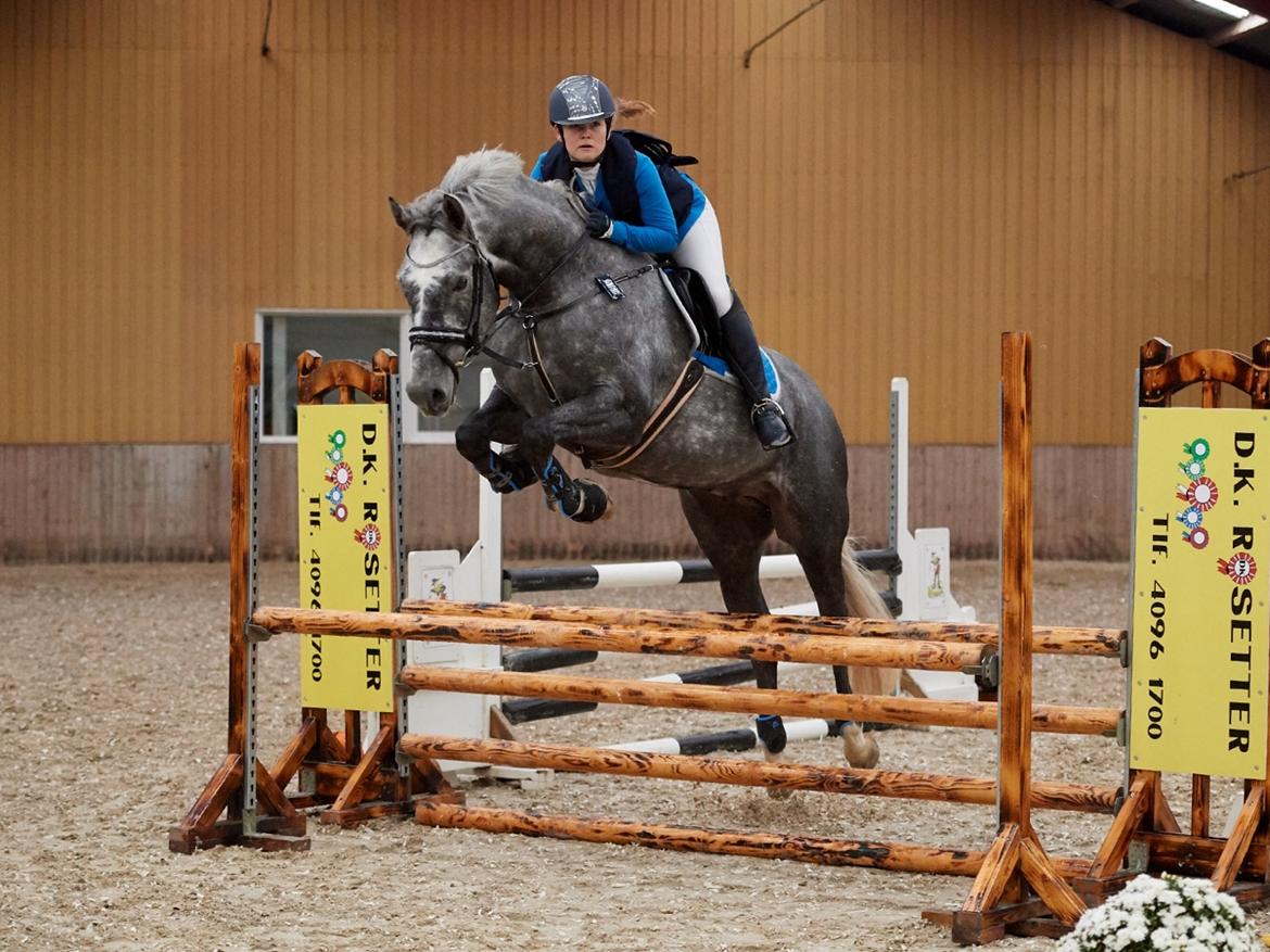 Dansk Varmblod Vedkiær's Caspian - Møllebakken d. 7/10 - 90cm  billede 7