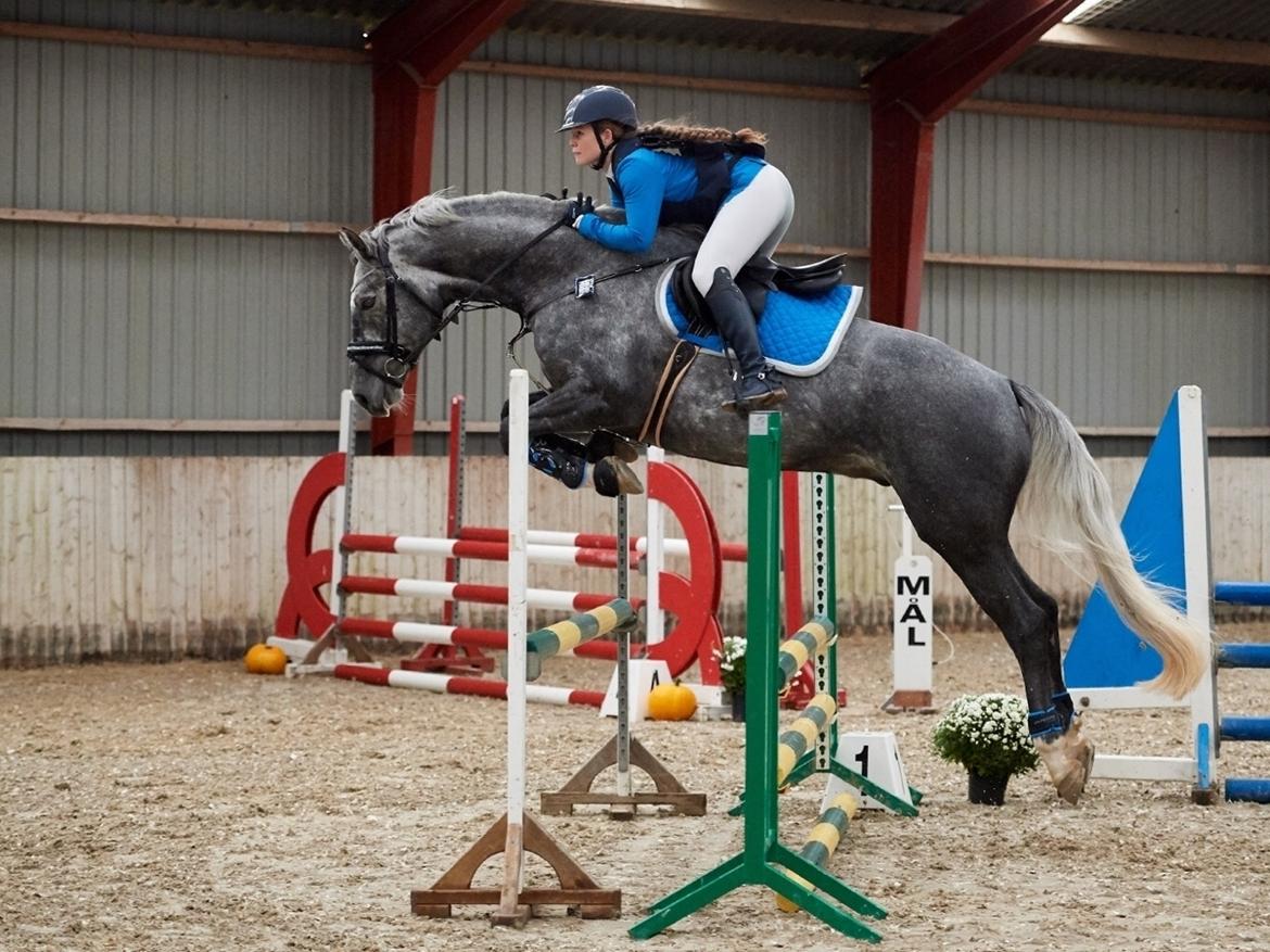 Dansk Varmblod Vedkiær's Caspian - Møllebakken d. 7/10 - 90cm  billede 1