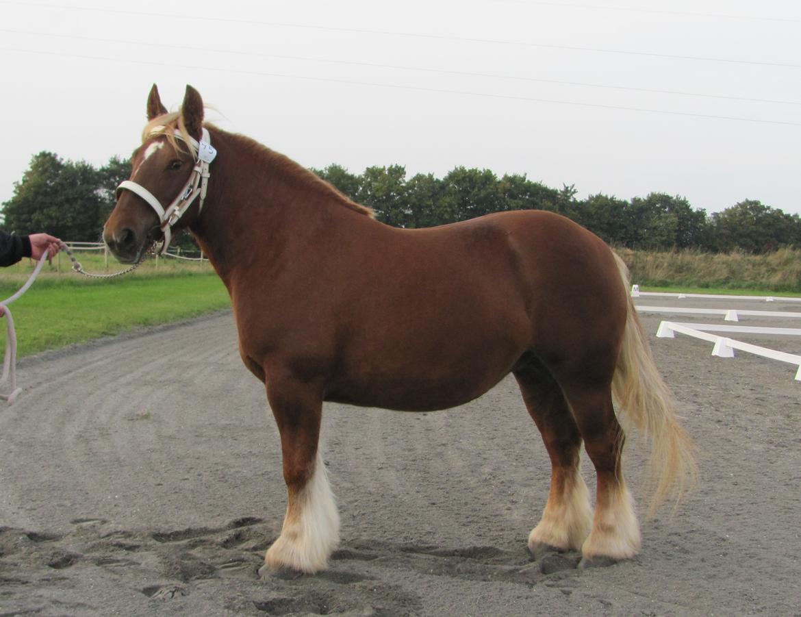 Jyde Katrine - Katrine til hoppekåring billede 1