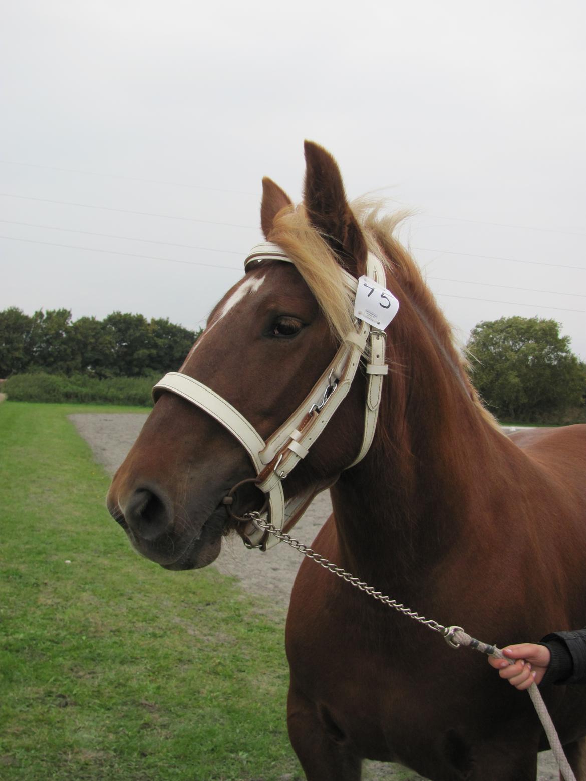 Jyde Katrine billede 4