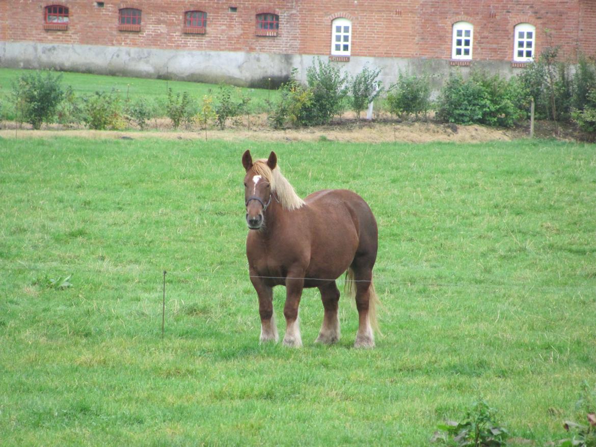 Jyde Katrine billede 29
