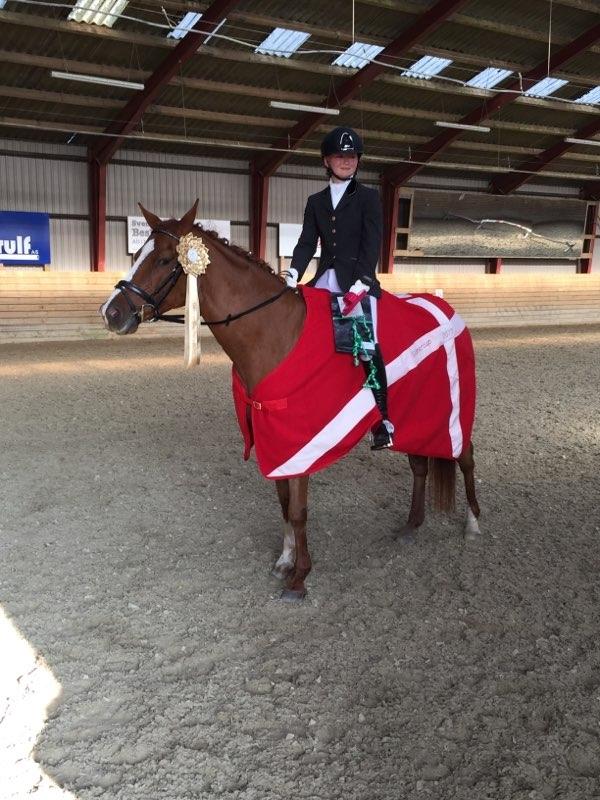 Tysk Sportspony ERF Montana (S-pony) - Vinder af Glimmer Cup finalen 2017 for ponyer med 72% billede 2