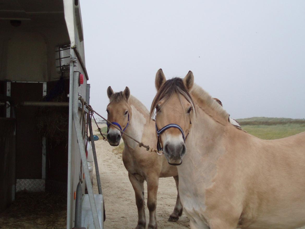 Fjordhest Søndervangs sofus - Venter på tur over på Rømø d. 16 Oktober 17 billede 22
