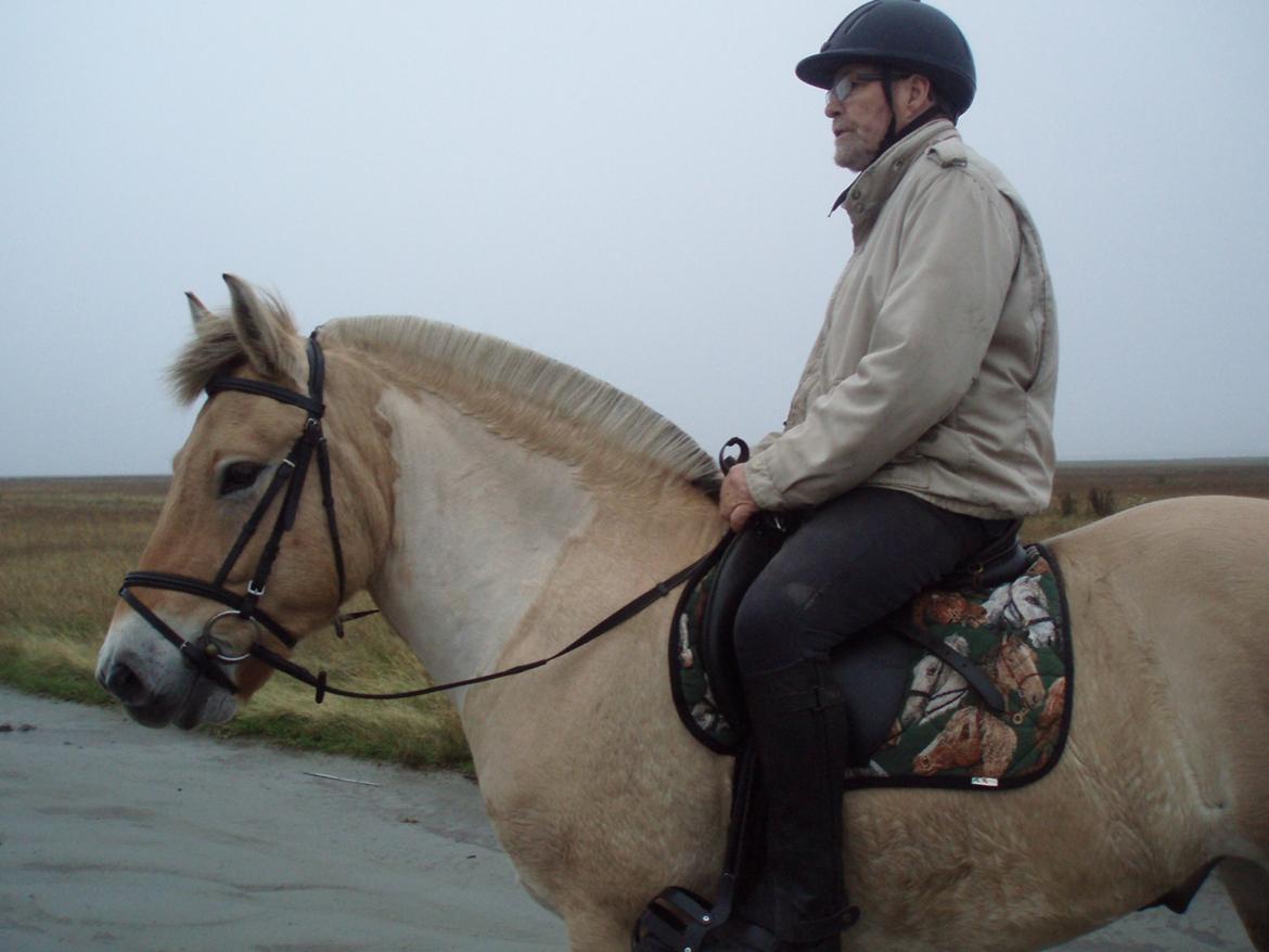 Fjordhest Søndervangs sofus - Strandtur billede 5