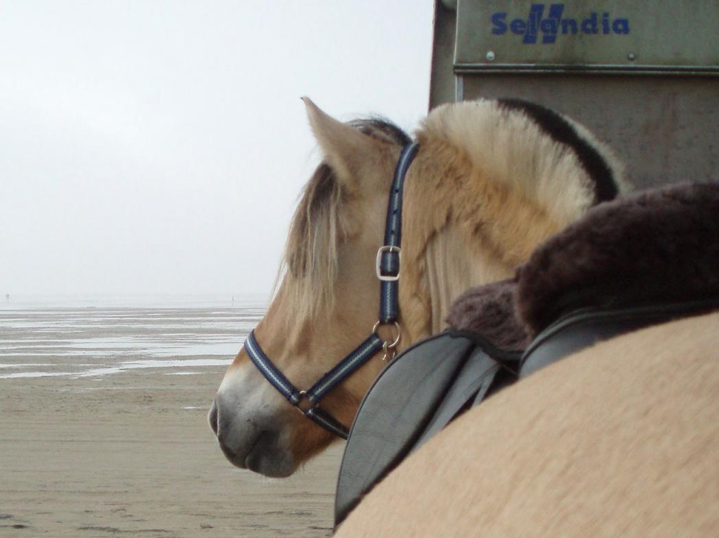 Fjordhest Fjordens Maja - Min fine Maja på Stranden billede 1