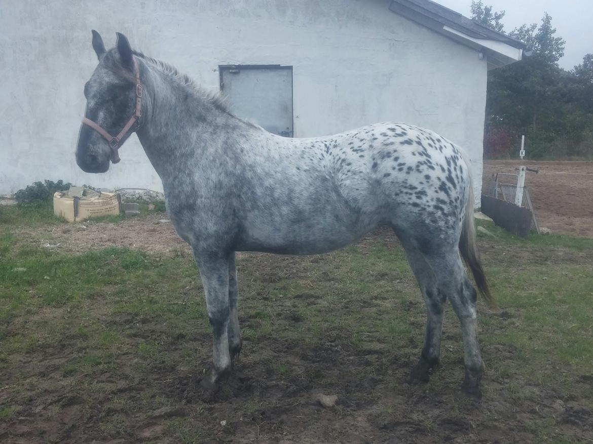 Anden særlig race Beuty billede 33