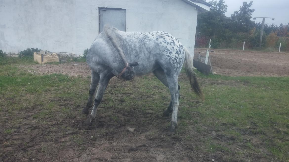 Anden særlig race Beuty billede 34