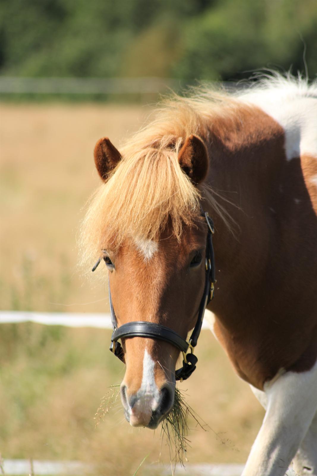 Islænder Drísill fra Cederborg billede 3