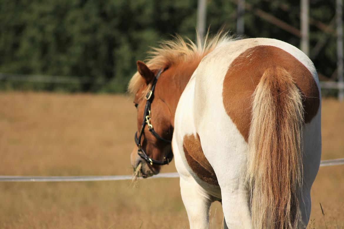 Islænder Drísill fra Cederborg billede 7