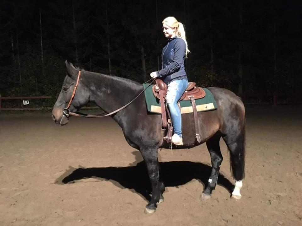 Dansk Varmblod °Cheila Skovly° billede 6