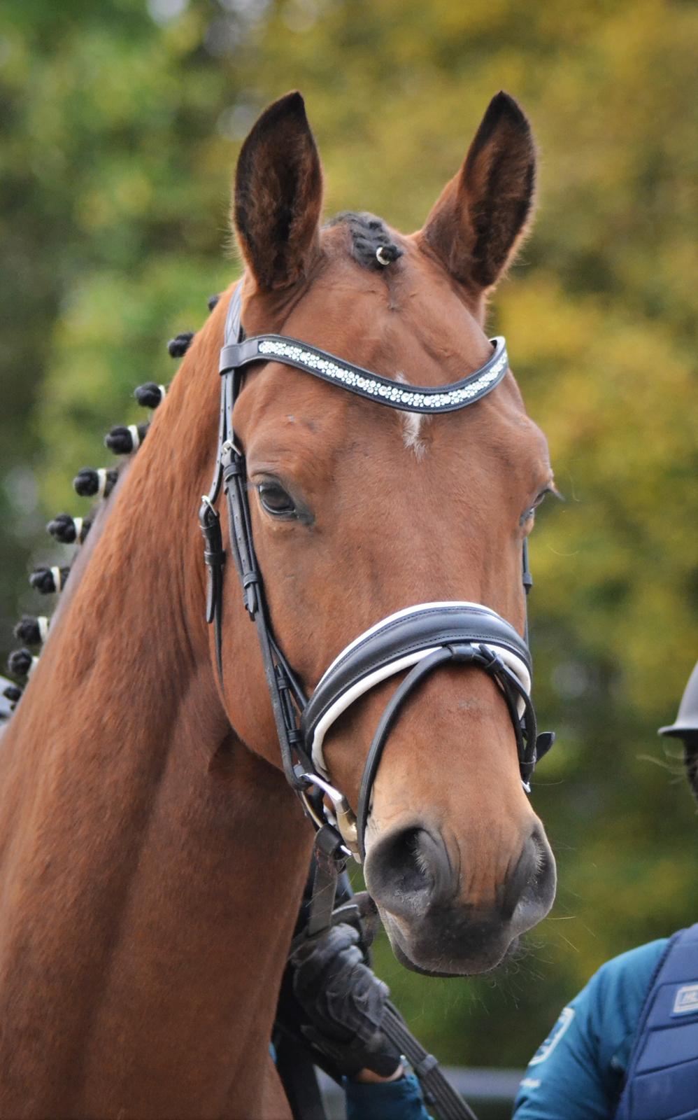 Tysk Oldenburger Znooze Firfod billede 9