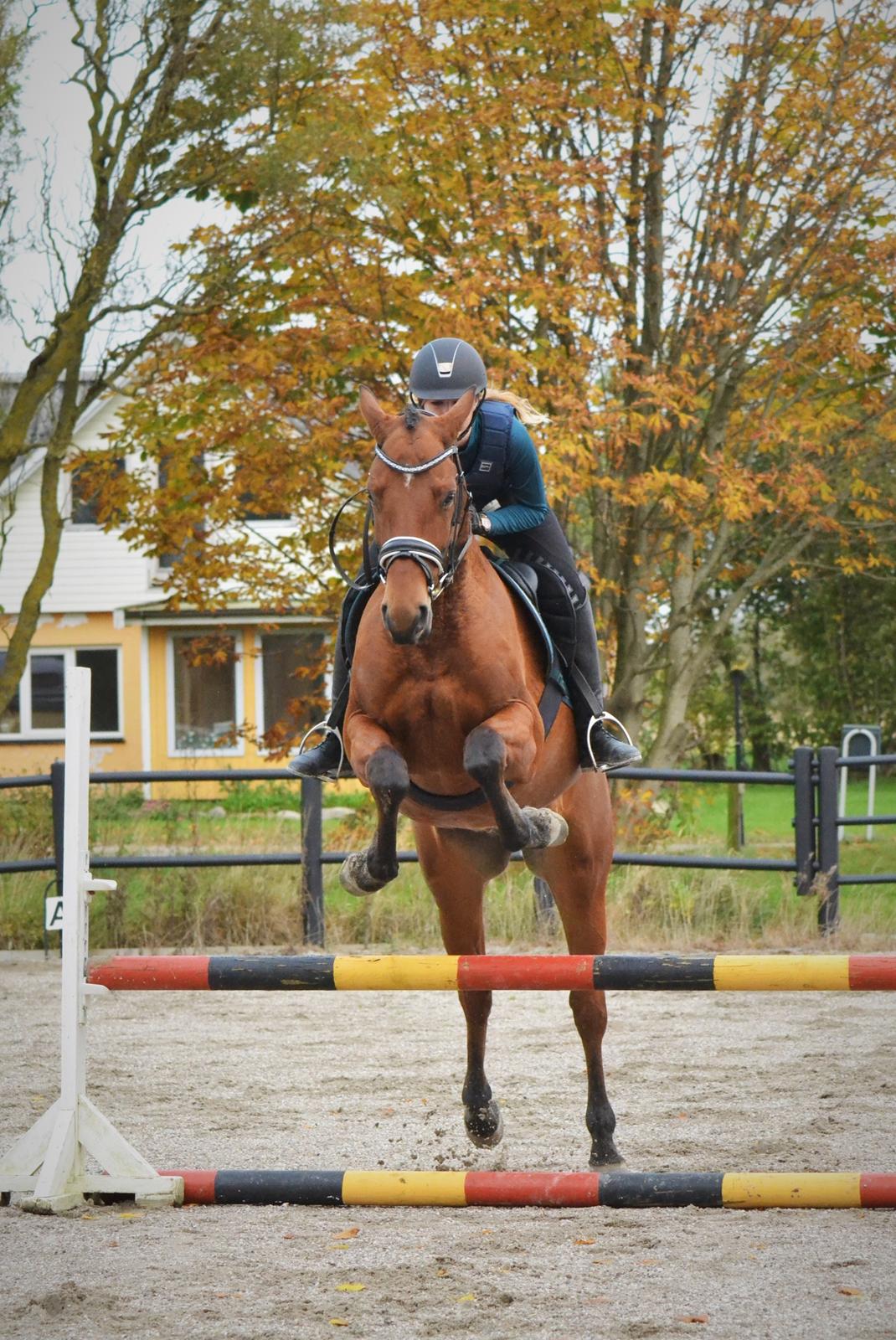 Tysk Oldenburger Znooze Firfod billede 5