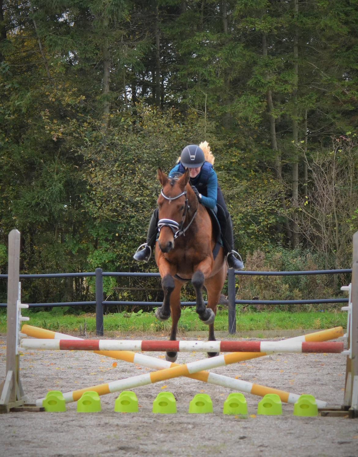 Tysk Oldenburger Znooze Firfod billede 12