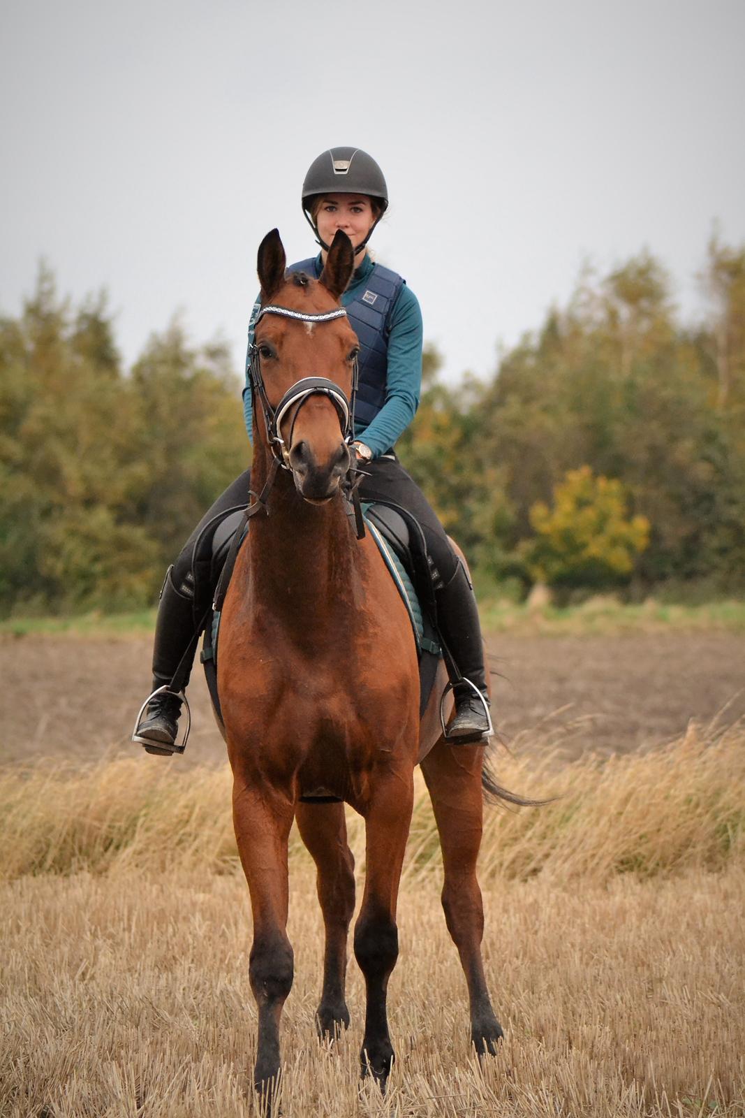 Tysk Oldenburger Znooze Firfod billede 1