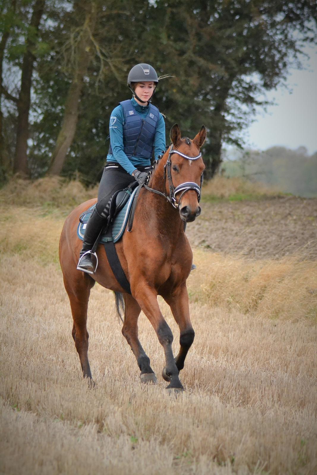 Tysk Oldenburger Znooze Firfod billede 4
