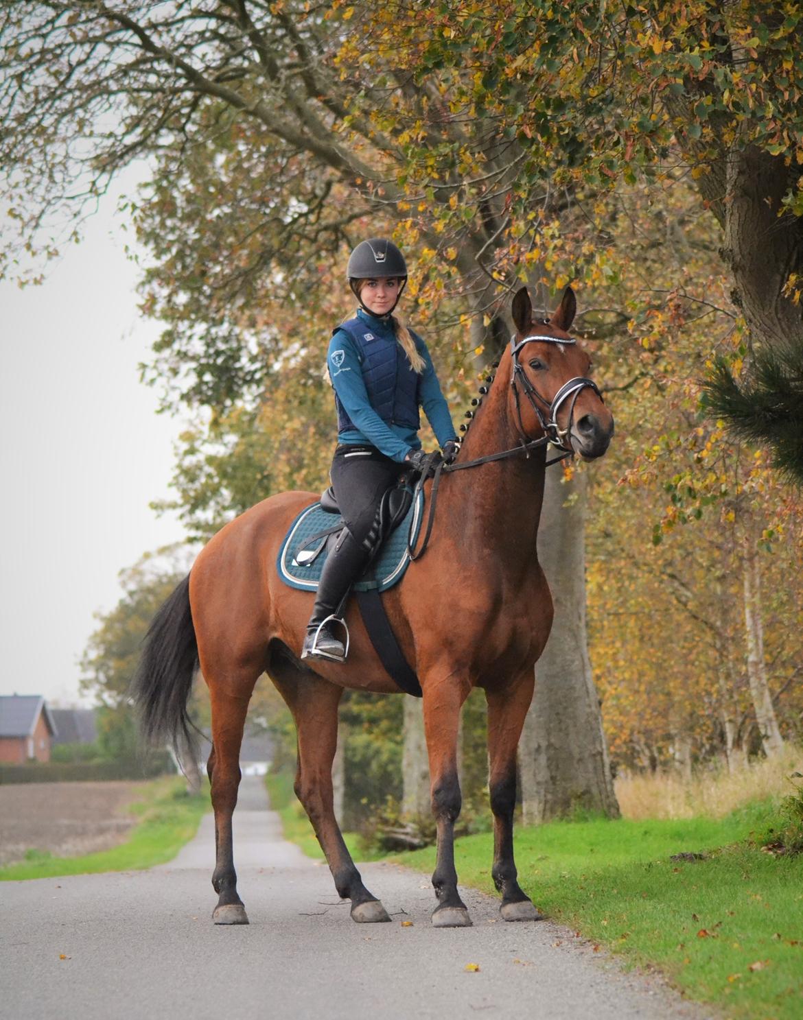 Tysk Oldenburger Znooze Firfod billede 10