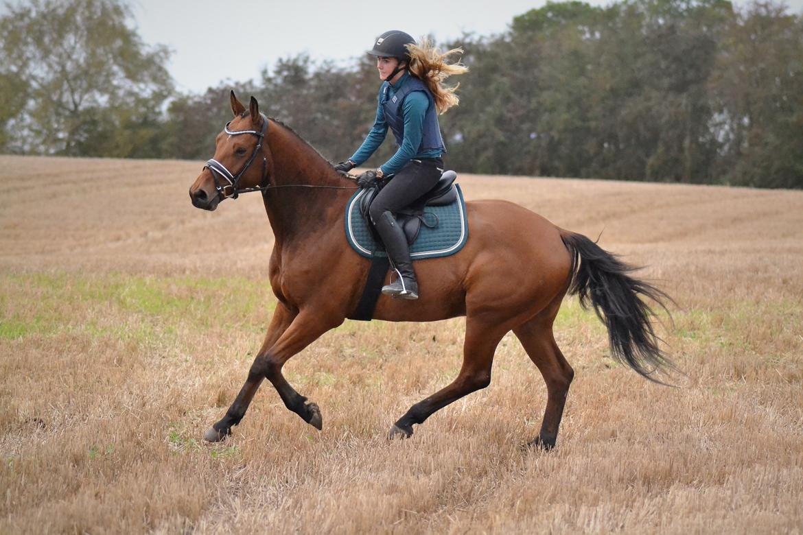 Tysk Oldenburger Znooze Firfod billede 15