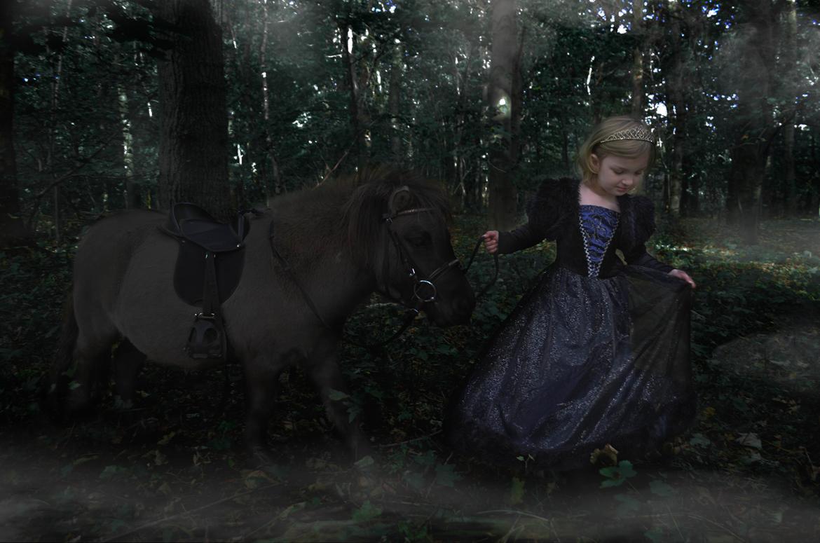 Shetlænder Bøgeskov's Sofia aka Magic billede 2