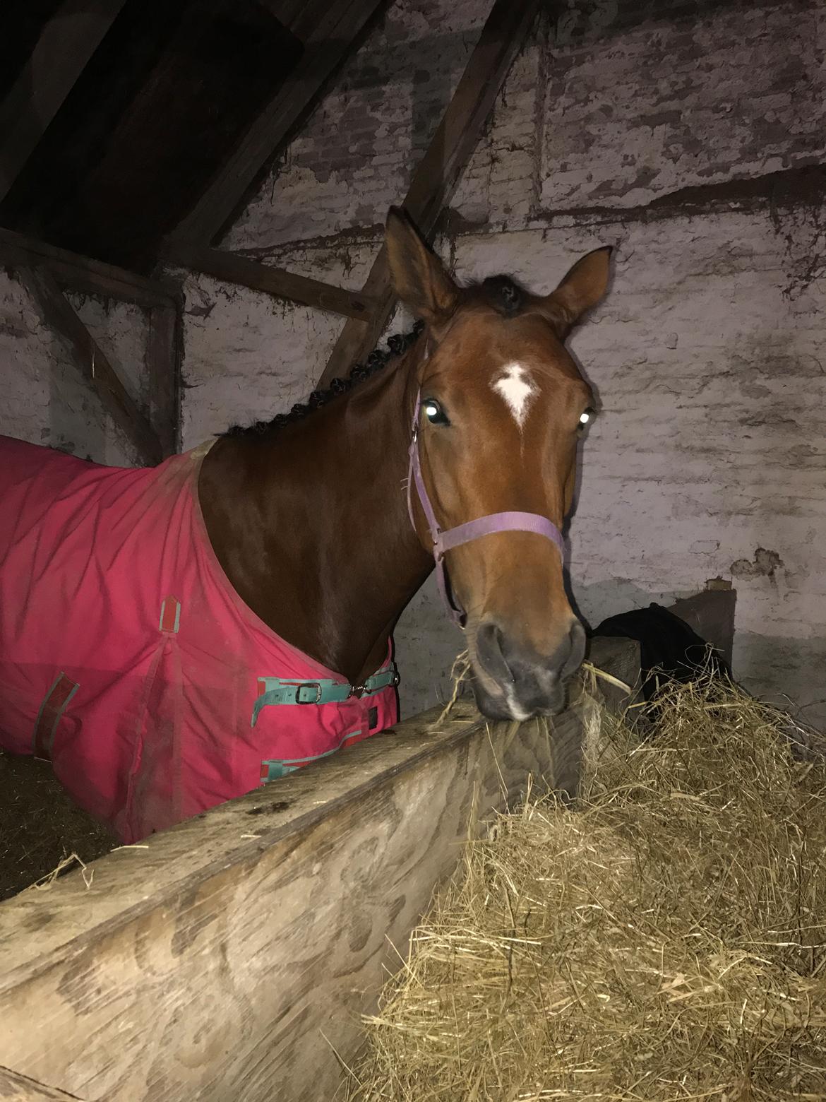 Dansk Varmblod Desire billede 16