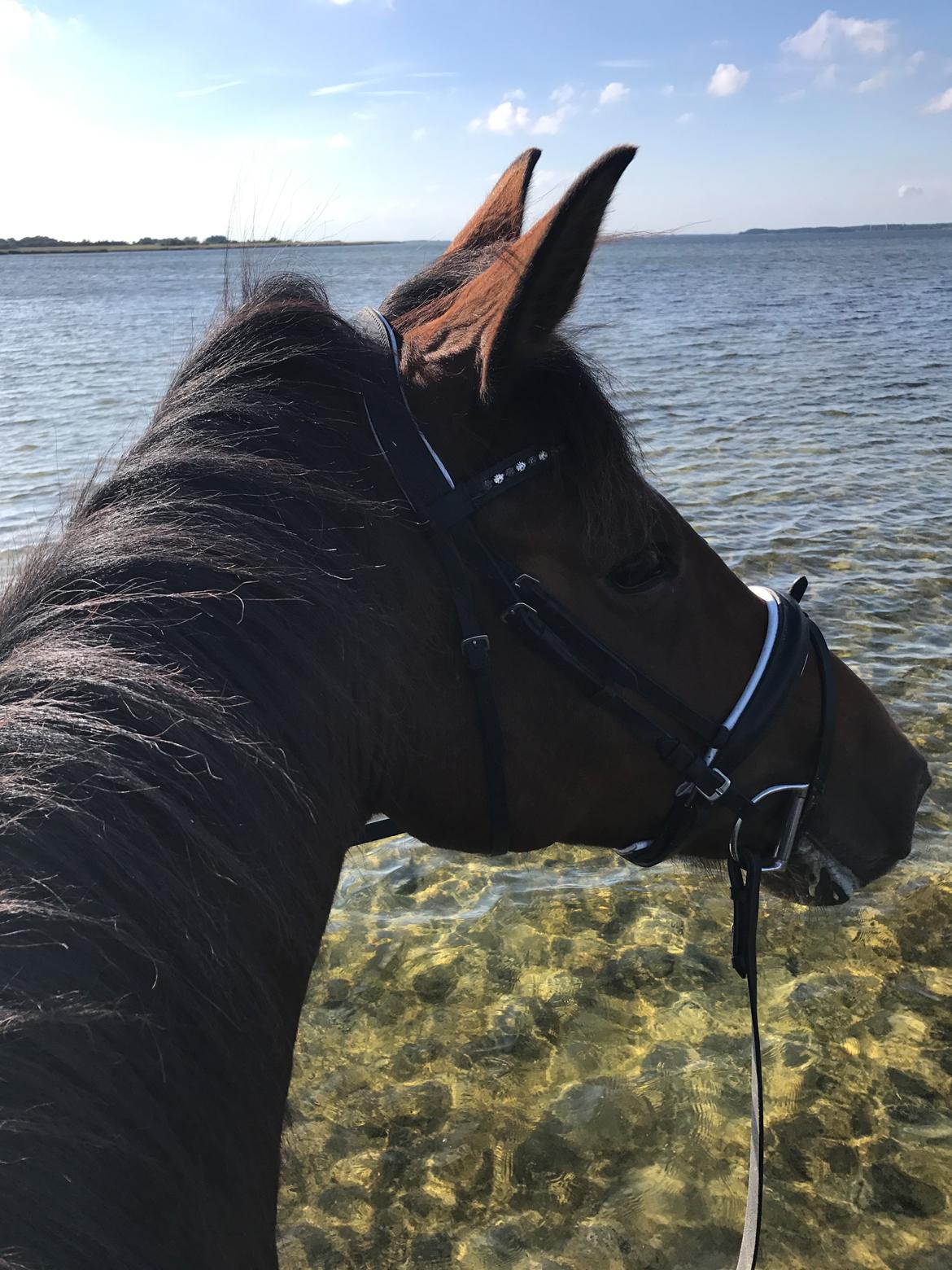 Dansk Varmblod Desire billede 18