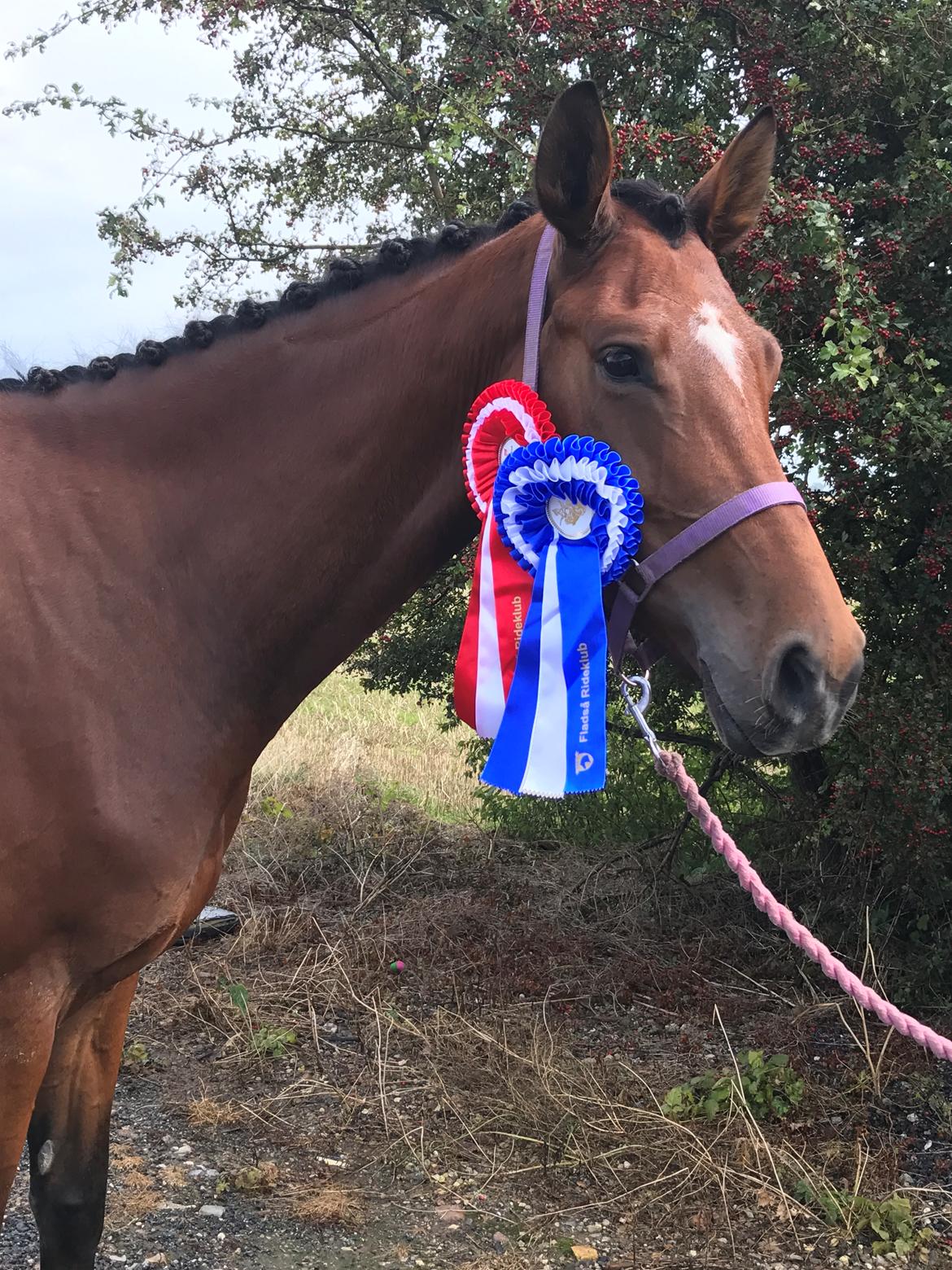 Dansk Varmblod Desire billede 15