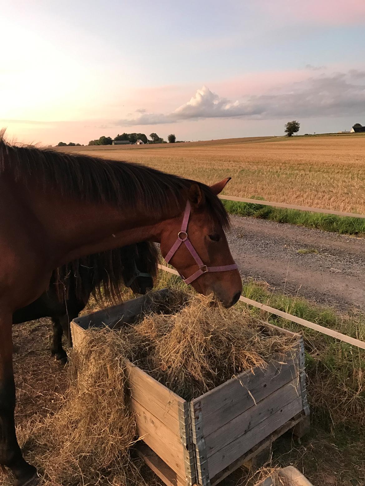 Dansk Varmblod Desire billede 20