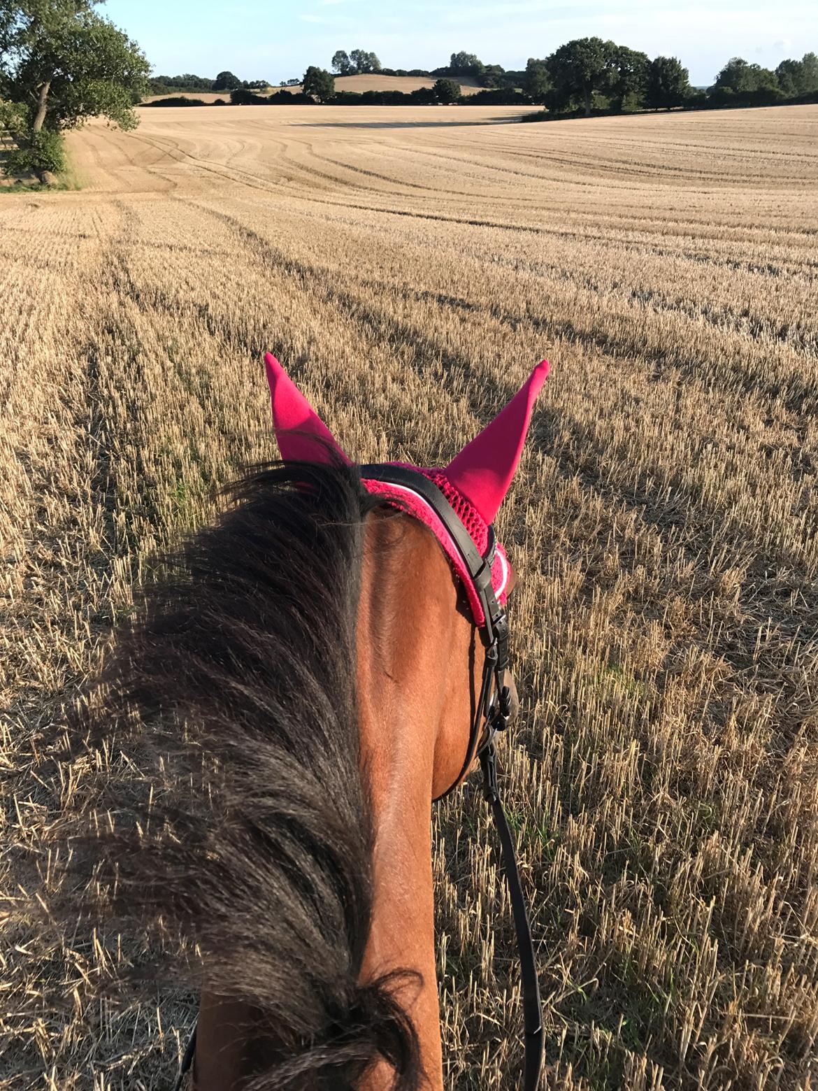 Dansk Varmblod Desire billede 21