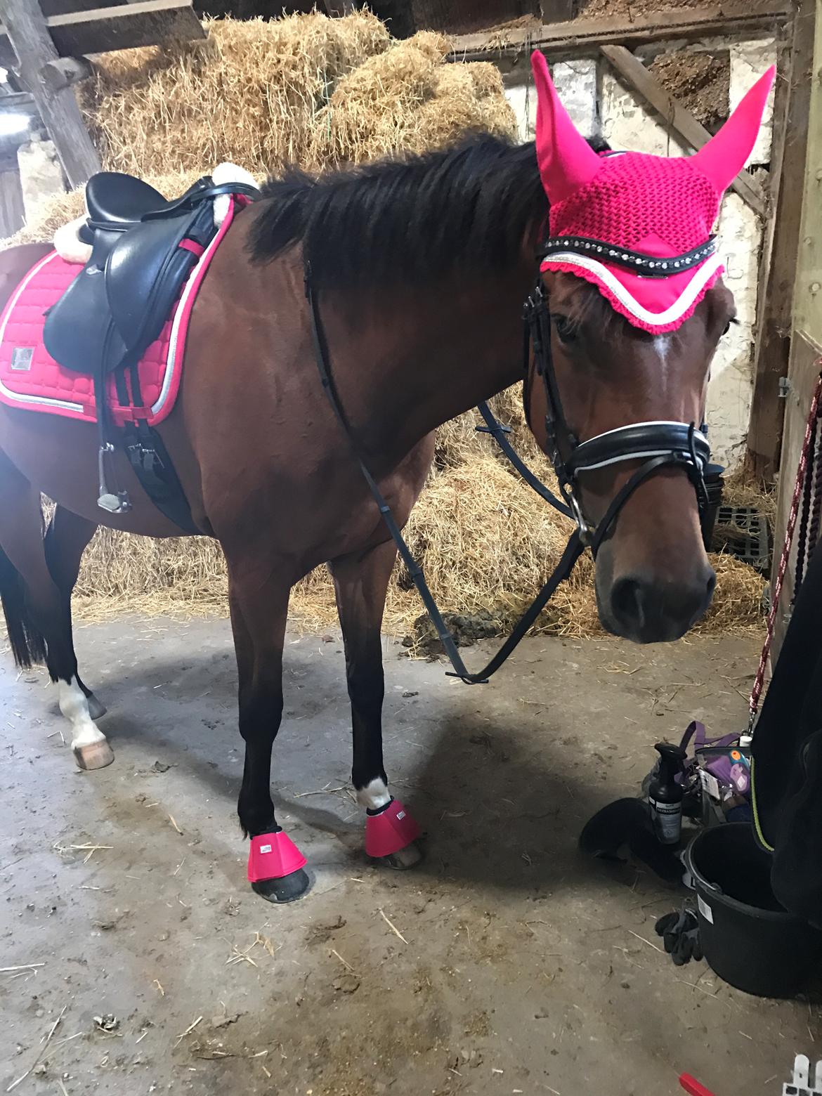 Dansk Varmblod Desire billede 22