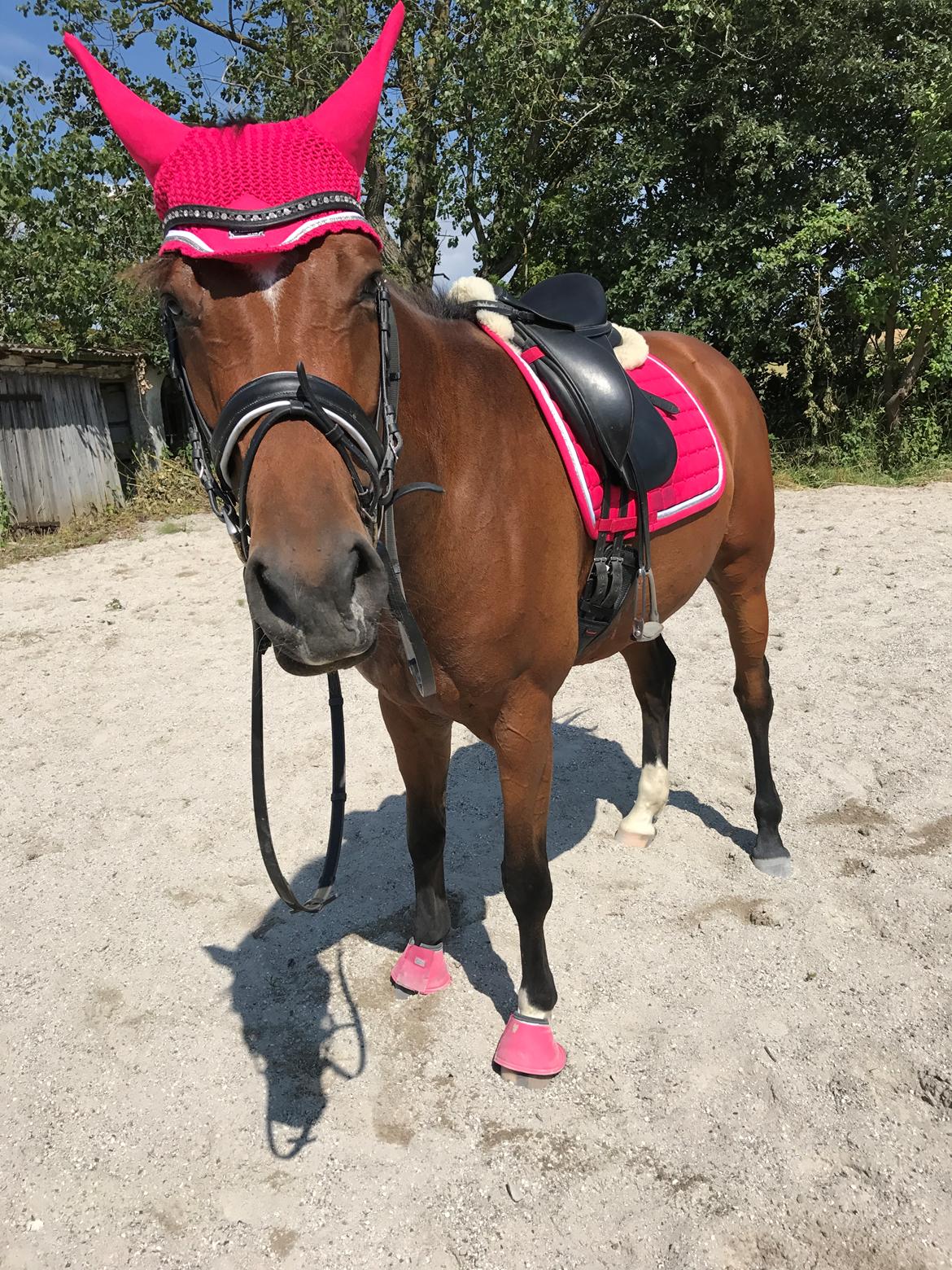 Dansk Varmblod Desire billede 23