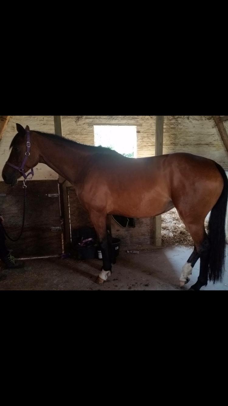 Dansk Varmblod Desire billede 19