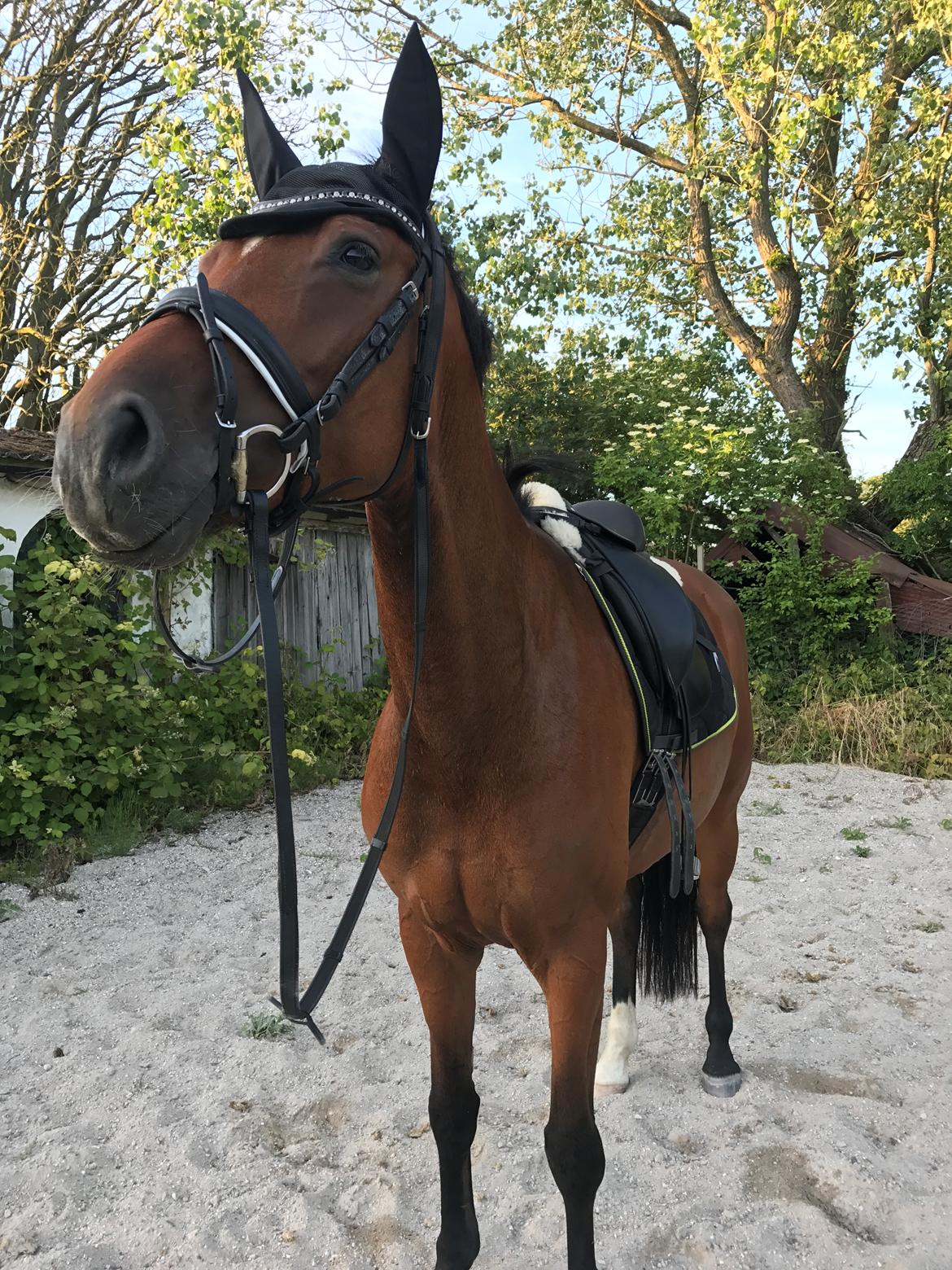 Dansk Varmblod Desire billede 24